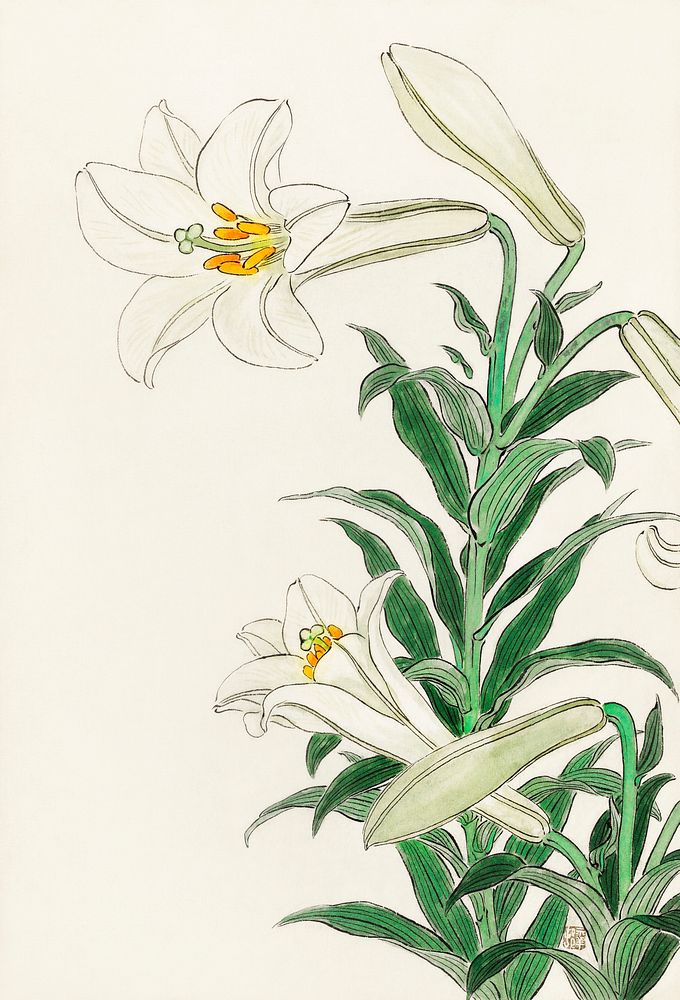 Lilies (1912 - 1930) by Ohara Koson (1877-1945). Original from The Rijksmuseum. Digitally enhanced by rawpixel.