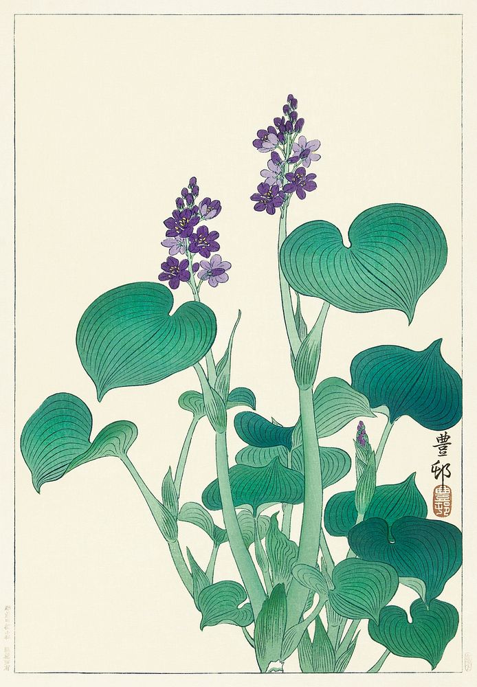Blooming hosta (1920 - 1930) by Ohara Koson (1877-1945). Original from The Rijksmuseum. Digitally enhanced by rawpixel.