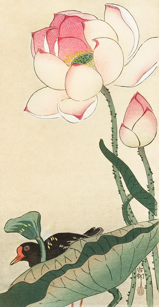 Gallinule with Lotus Flowers (1900 - 1930) by Ohara Koson (1877-1945). Original from The Rijksmuseum. Digitally enhanced by…