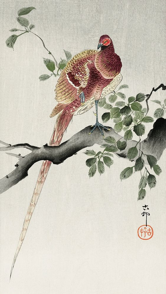 Copper pheasant (1900 - 1930) by Ohara Koson (1877-1945). Original from The Rijksmuseum. Digitally enhanced by rawpixel.