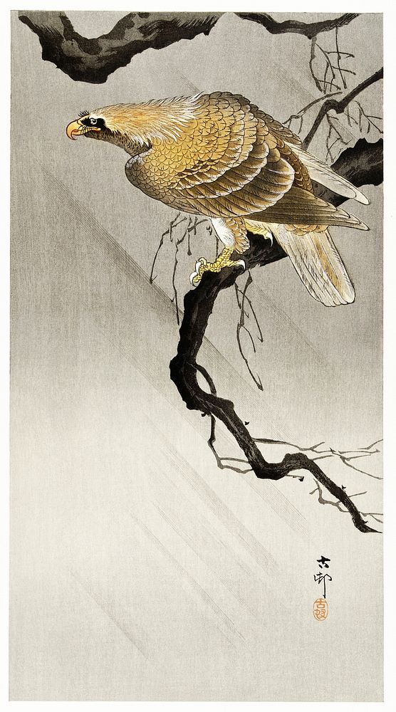 Eagle on branch (1900 - 1910) by Ohara Koson (1877-1945). Original from The Rijksmuseum. Digitally enhanced by rawpixel.