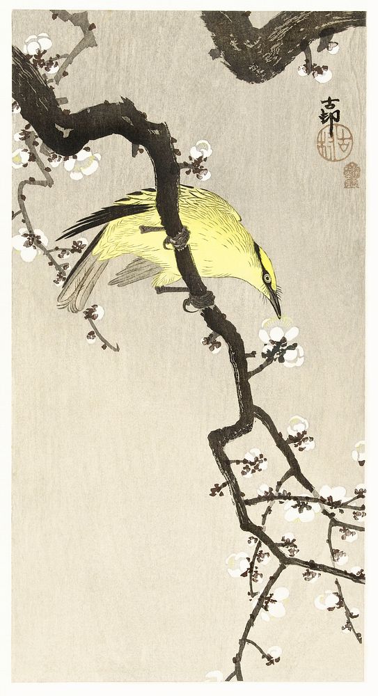 Chinese oriole on plum blossom branch (1900 - 1910) by Ohara Koson (1877-1945). Original from The Rijksmuseum. Digitally…