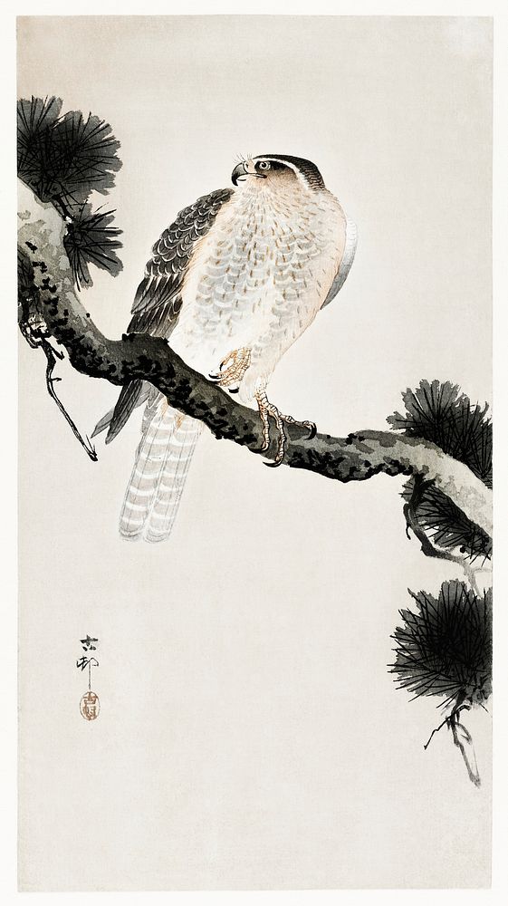 Hawk on pine branch (1900 - 1930) by Ohara Koson (1877-1945). Original from The Rijksmuseum. Digitally enhanced by rawpixel.
