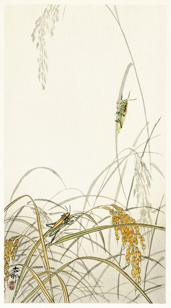 Grasshoppers on rice plants (1900 - 1936) by Ohara Koson (1877-1945). Original from The Rijksmuseum. Digitally enhanced by…