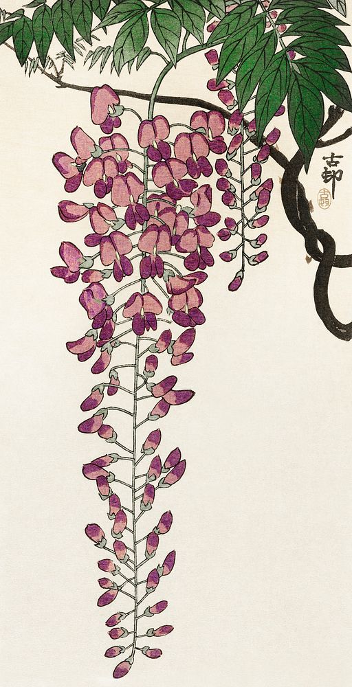 Blooming wisteria (1900 - 1930) by Ohara Koson(1877-1945). Original from The Rijksmuseum. Digitally enhanced by rawpixel.
