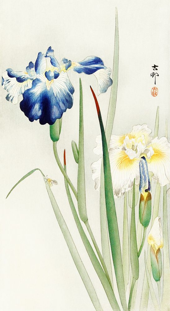 Irises (1900 - 1936) by Ohara Koson (1877-1945). Original from The Rijksmuseum. Digitally enhanced by rawpixel.