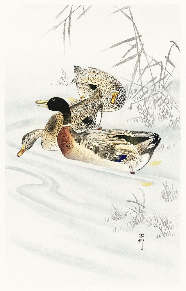Three ducks in shallow water with reeds (1900 - 1930) by Ohara Koson (1877-1945). Original from The Rijksmuseum. Digitally…