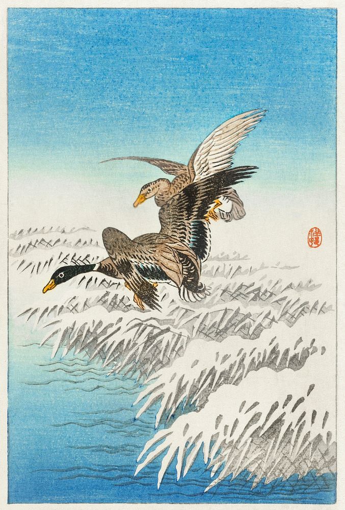 Pair of ducks flying over snowy reed collar (1900 - 1945) by Ohara Koson (1877-1945). Original from The Rijksmuseum.…