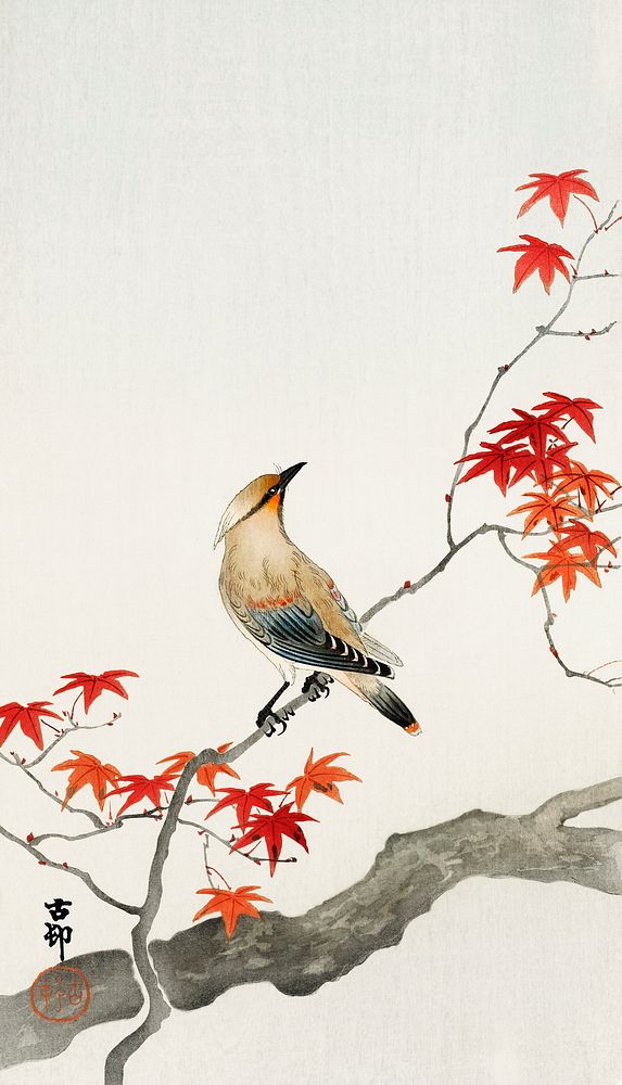 Japanese plague bird on maple (1900 - 1936) by Ohara Koson (1877-1945). Original from The Rijksmuseum. Digitally enhanced by…