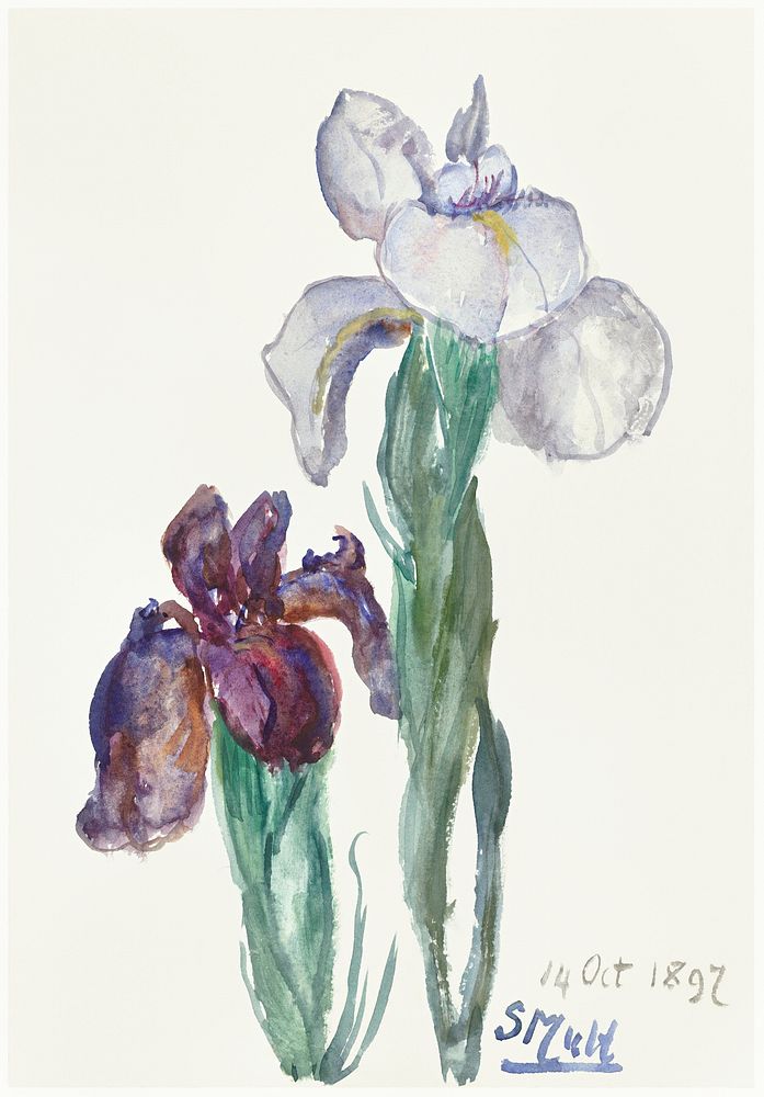 Irises (1897) by Sientje Mesdag-van Houten. Original from The Rijksmuseum. Digitally enhanced by rawpixel.