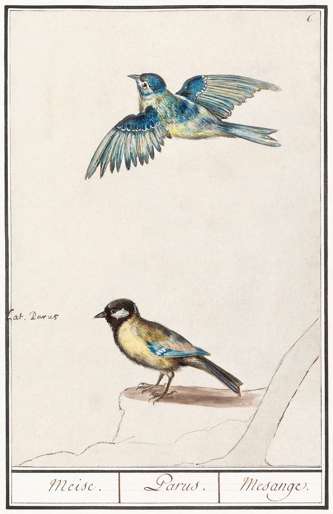 Blue tit, cyanistes caeruleus and great tit, parus major (1596&ndash;1610) by Anselmus Bo&euml;tius de Boodt. Original from…