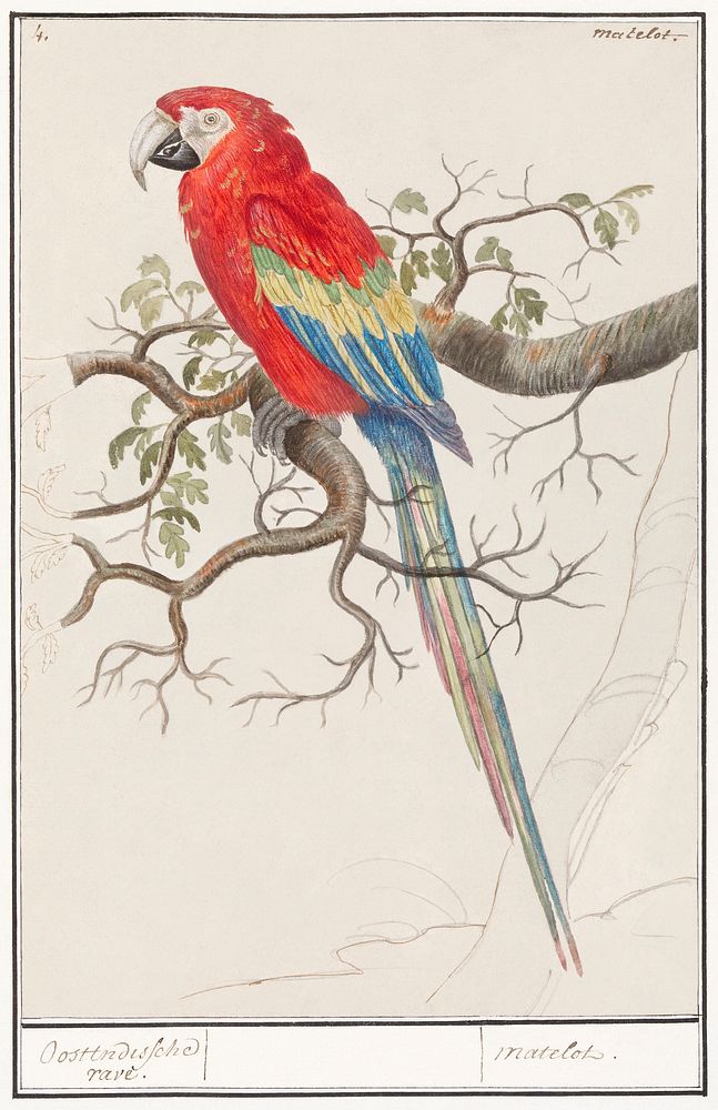 Scarlet macaw, Ara macao (1596&ndash;1610) by Anselmus Bo&euml;tius de Boodt. Original from the Rijksmuseum. Digitally…
