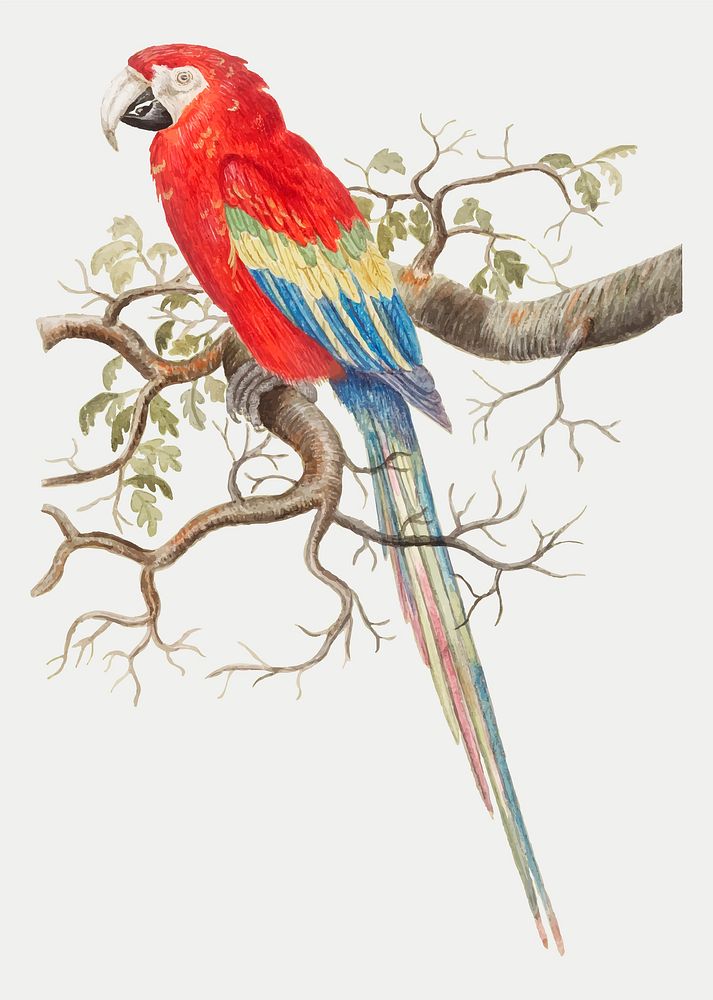 Vintage scarlet macaw bird illustration vector