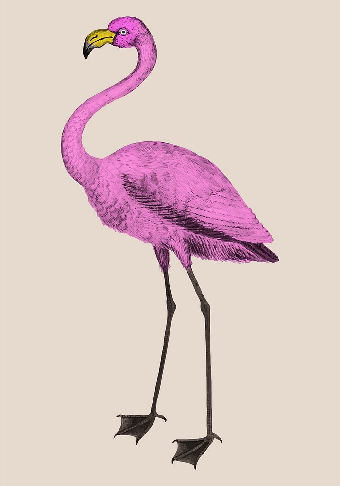 Vintage full length pink flamingo illustration vector
