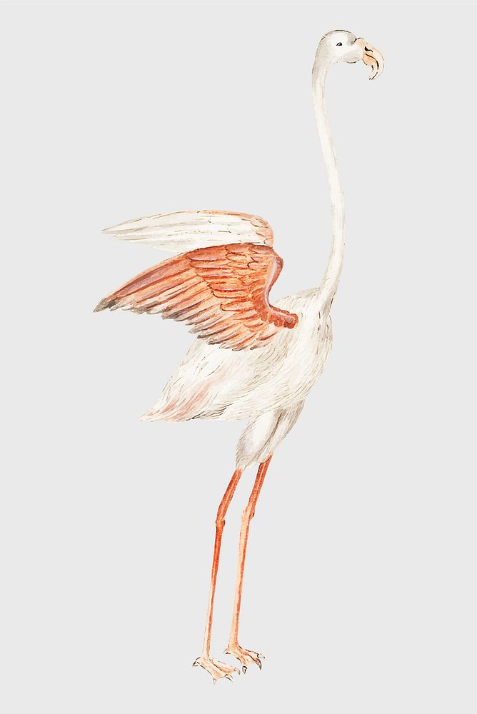 Vintage full length flamingo illustration vector