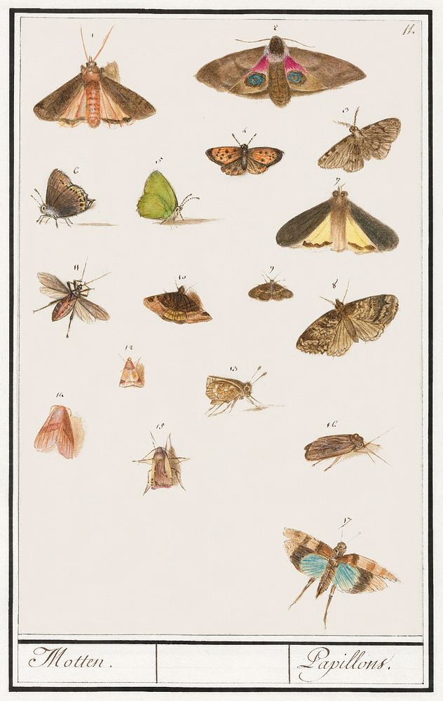 Butterflies and moths (1596&ndash;1610) by Anselmus Bo&euml;tius de Boodt. Original from the Rijksmuseum. Digitally enhanced…