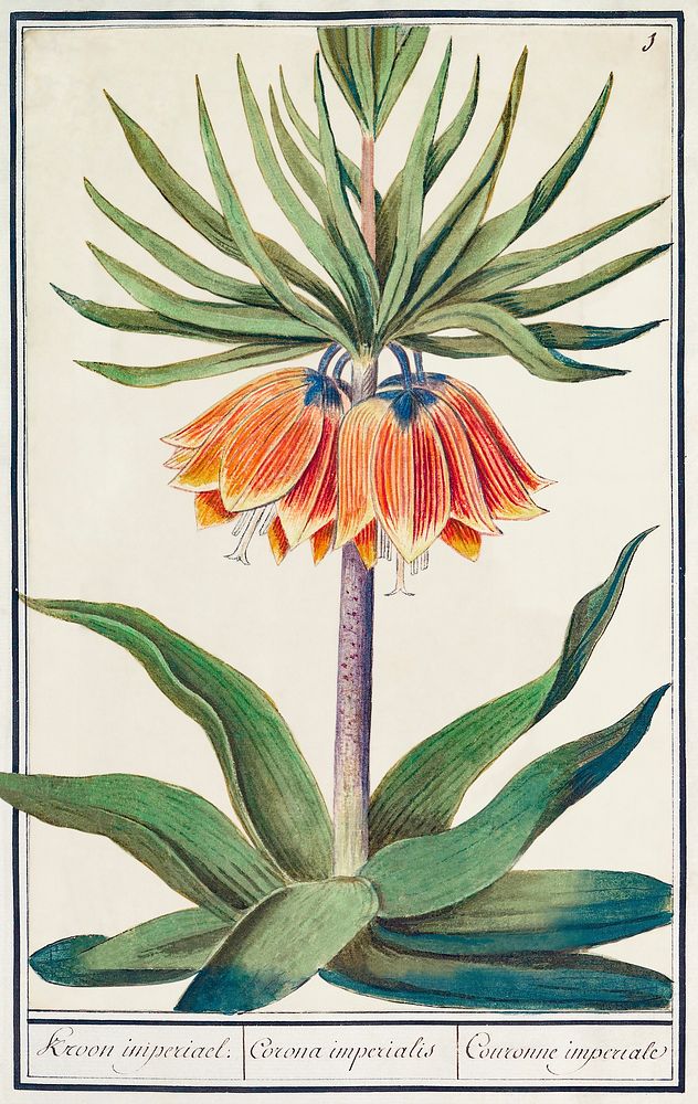 Imperial crown, Fritillaria imperialis (1596&ndash;1610) by Anselmus Bo&euml;tius de Boodt. Original from the Rijksmuseum.…