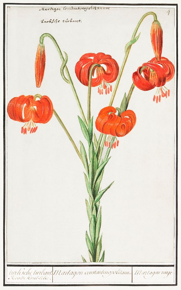 Red lily, Lilium (1596&ndash;1610) by Anselmus Bo&euml;tius de Boodt. Original from the Rijksmuseum. Digitally enhanced by…