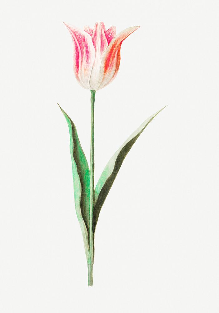 Vintage tulip flower illustration