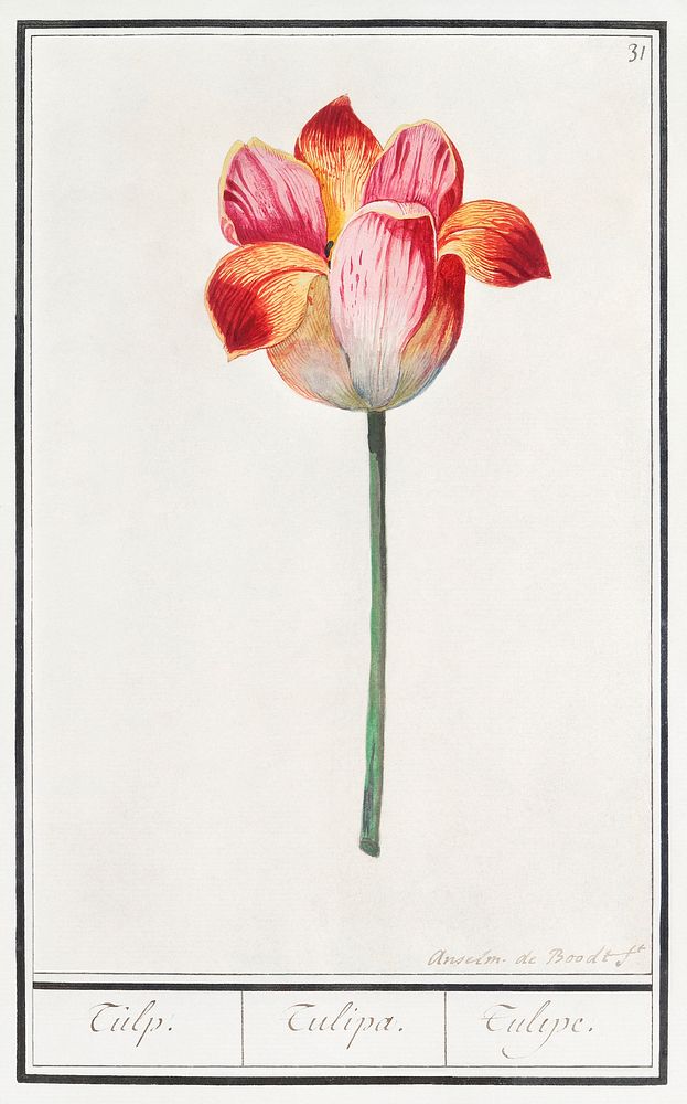 Tulip, Tulipa (1596&ndash;1610) by Anselmus Bo&euml;tius de Boodt. Original from the Rijksmuseum. Digitally enhanced by…