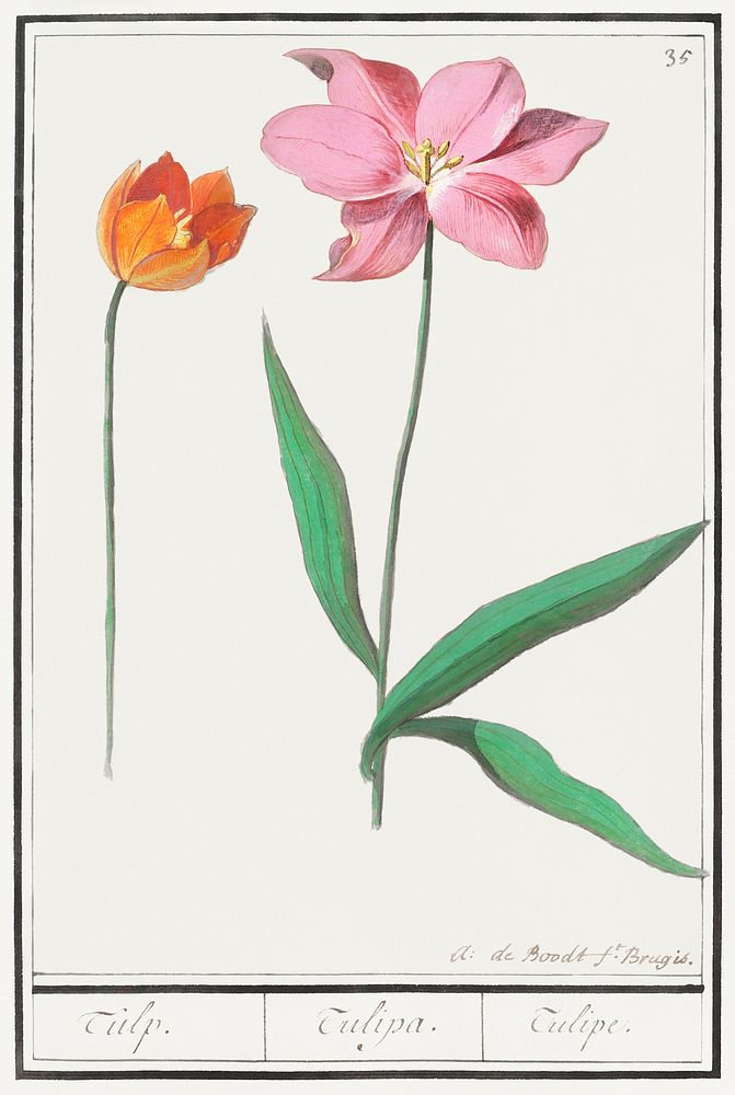 Tulip, Tulipa (1596&ndash;1610) by Anselmus Bo&euml;tius de Boodt. Original from the Rijksmuseum. Digitally enhanced by…