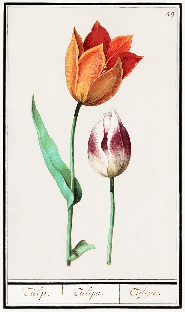 Tulip, Tulipa (1596&ndash;1610) by Anselmus Bo&euml;tius de Boodt. Original from the Rijksmuseum. Digitally enhanced by…