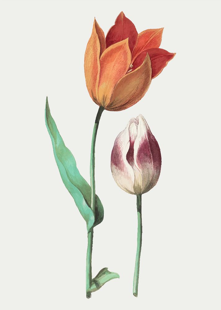 Vintage tulip flower illustration in vector