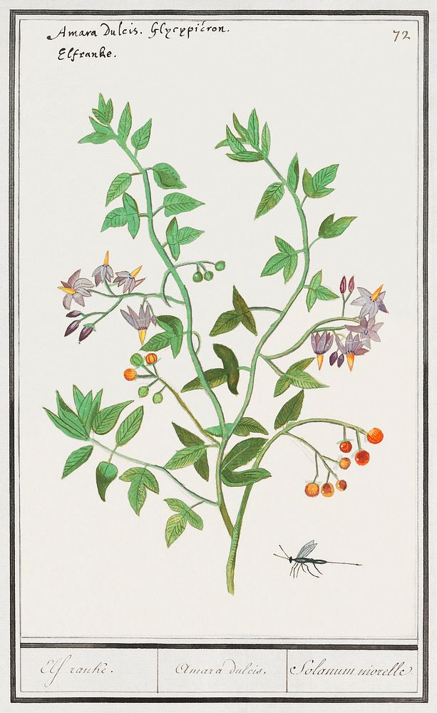 Bittersweet, Solanum dulcamara (1596&ndash;1610) by Anselmus Bo&euml;tius de Boodt. Original from the Rijksmuseum. Digitally…