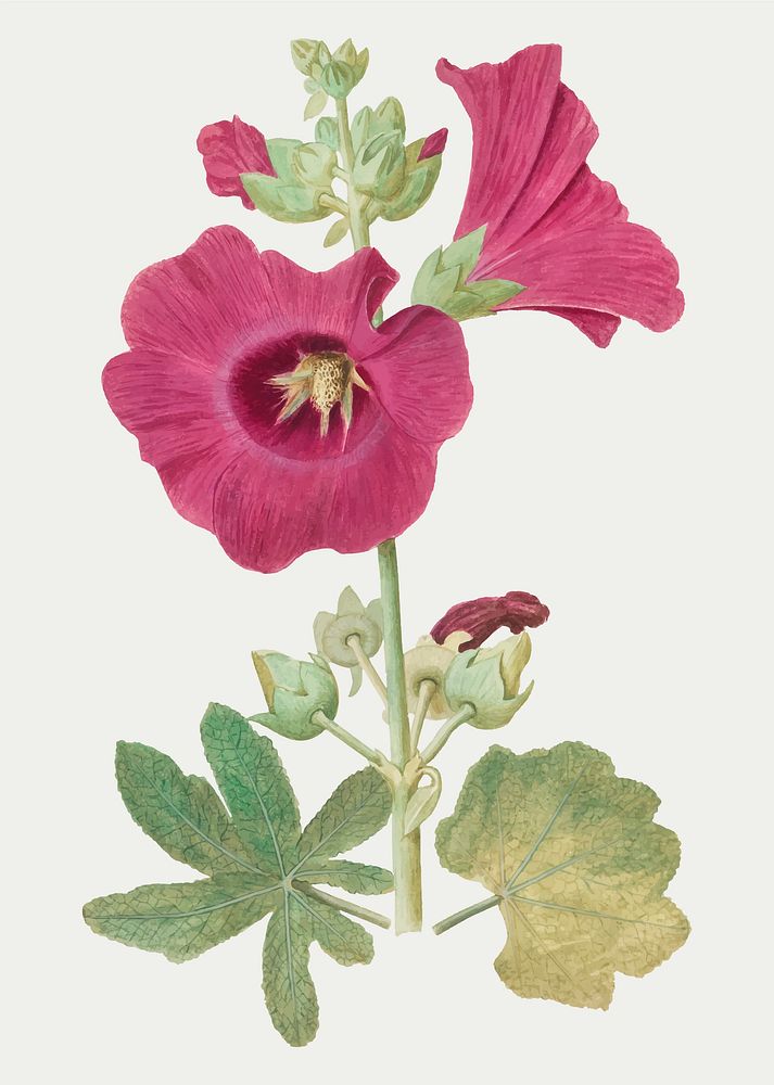 Vintage hollyhock flower illustration in vector