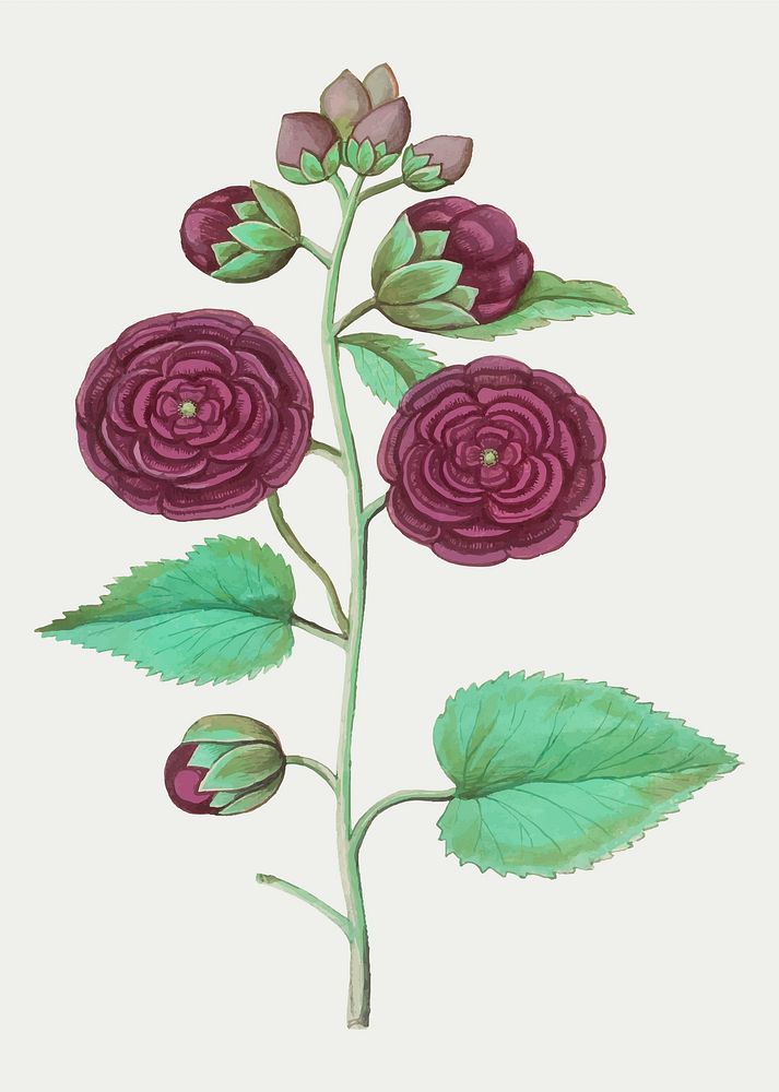 Vintage hollyhock flower illustration in vector