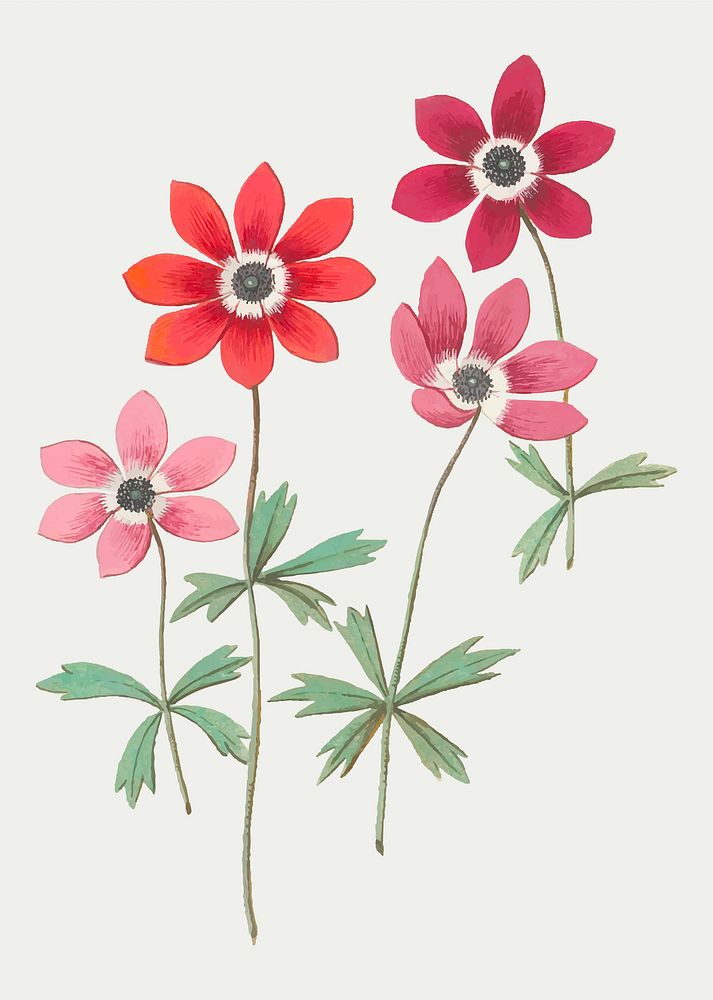 Vintage anemone flower illustration in vector