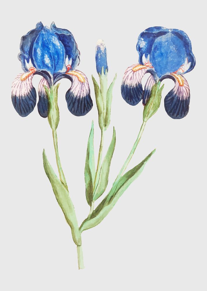Vintage purple iris flower illustration in vector