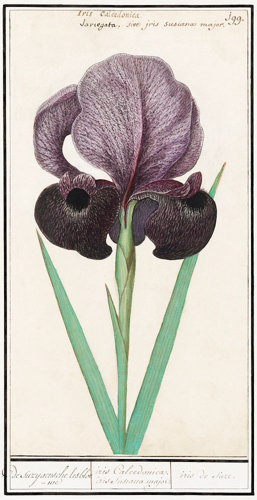 Mourning iris (Iris susiana) (1596&ndash;1610) by Anselmus Bo&euml;tius de Boodt. Original from the Rijksmuseum. Digitally…