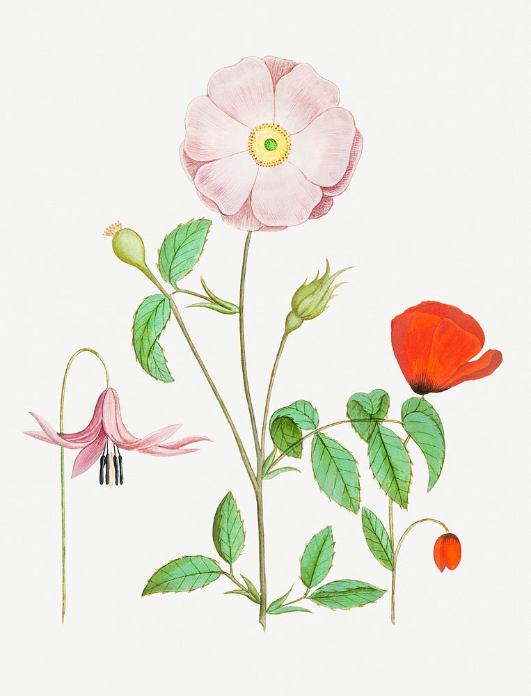 Vintage Dogstand flower, wild rose and papaver flower illustratio