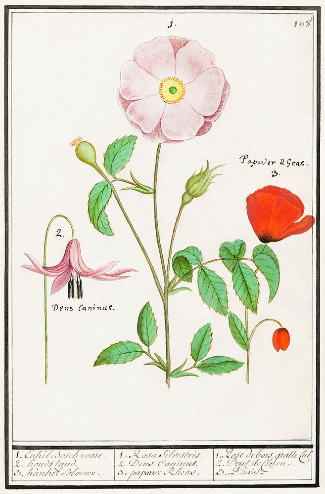 Dogstand, Erythronium, wild rose, Rosa and a poppy, Papaver (1596&ndash;1610) by Anselmus Bo&euml;tius de Boodt. Original…