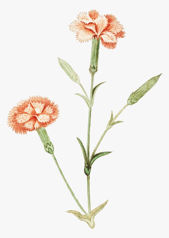 Vintage carnation flower illustration in vector
