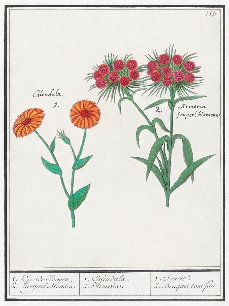 Marigold, calendula, and daisy, dianthus barbatus (1596&ndash;1610) by Anselmus Bo&euml;tius de Boodt. Original from the…