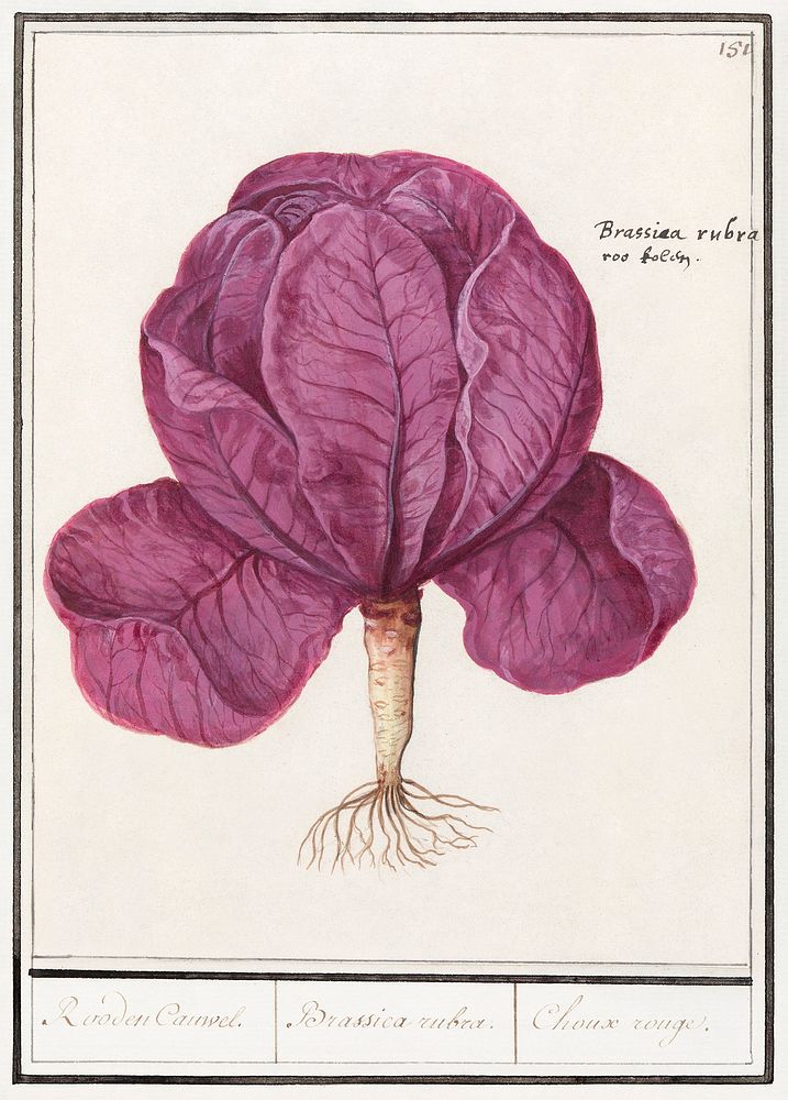 Red cabbage, Brassica oleracea convar.capitata var. Rubra (1596&ndash;1610) by Anselmus Bo&euml;tius de Boodt. Original from…