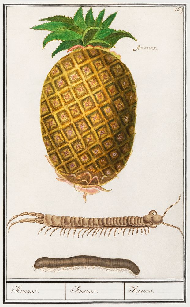 Pineapple, Ananas comosus (1596&ndash;1610) by Anselmus Bo&euml;tius de Boodt. Original from the Rijksmuseum. Digitally…