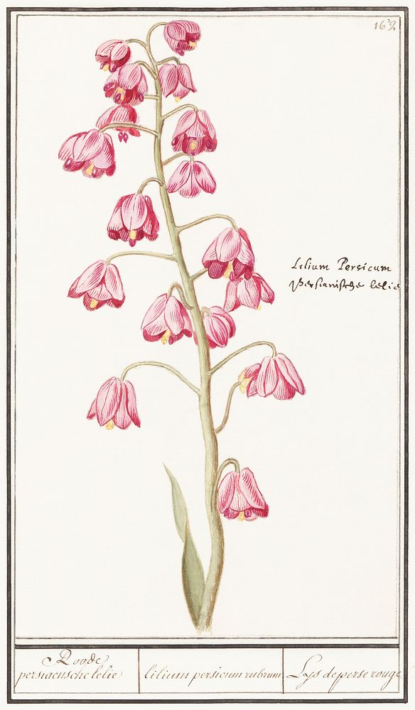 Persian lily, Fritillaria persica (1596&ndash;1610) by Anselmus Bo&euml;tius de Boodt. Original from the Rijksmuseum.…