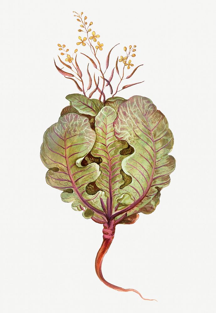 Vintage fresh cabbage illustration