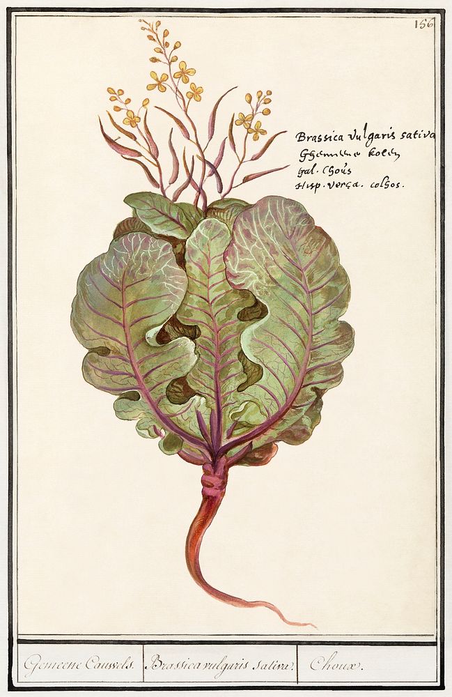 Cabbage, Brassica oleracea (1596&ndash;1610) by Anselmus Bo&euml;tius de Boodt. Original from the Rijksmuseum. Digitally…