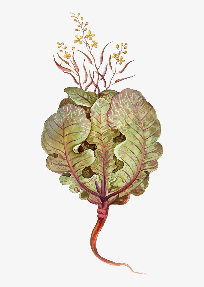 Vintage fresh cabbage illustration vector