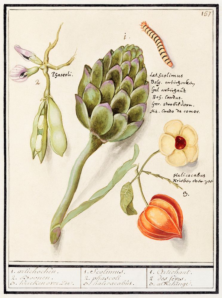 Artichoke, Cynara scolymus, broad beans, Vicia faba and lampion plant, Physalis (1596&ndash;1610) by Anselmus Bo&euml;tius…