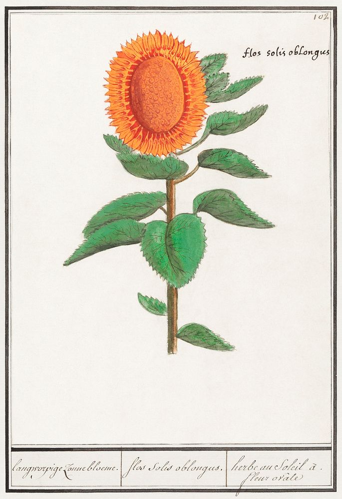 Sunflower, Helianthus annuus (1596&ndash;1610) by Anselmus Bo&euml;tius de Boodt. Original from the Rijksmuseum. Digitally…