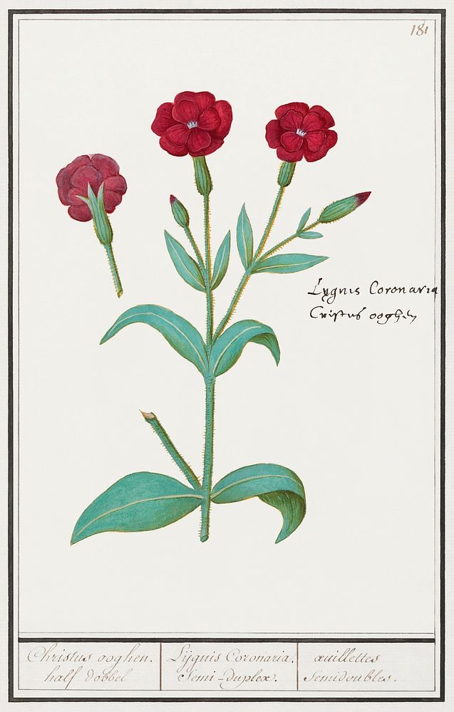 Cuckoo flower, Lychnis or Prickly nose, Lychnis coronaria (1596&ndash;1610) by Anselmus Bo&euml;tius de Boodt. Original from…