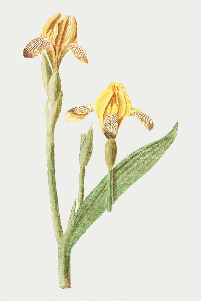 Vintage yellow iris flower illustration
