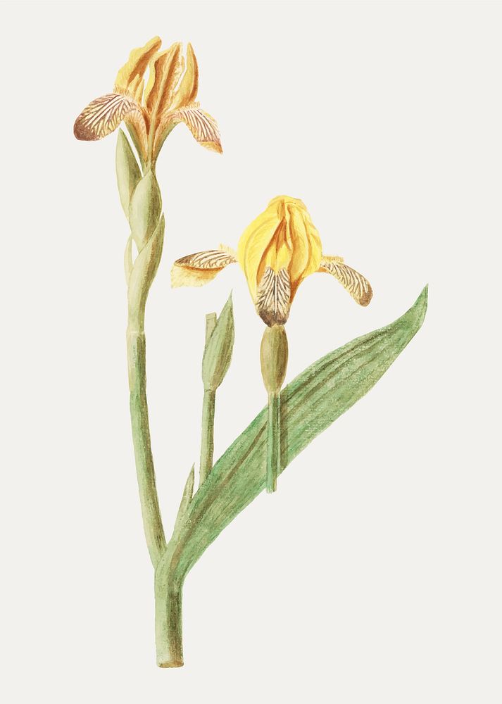 Vintage yellow iris flower illustration in vector