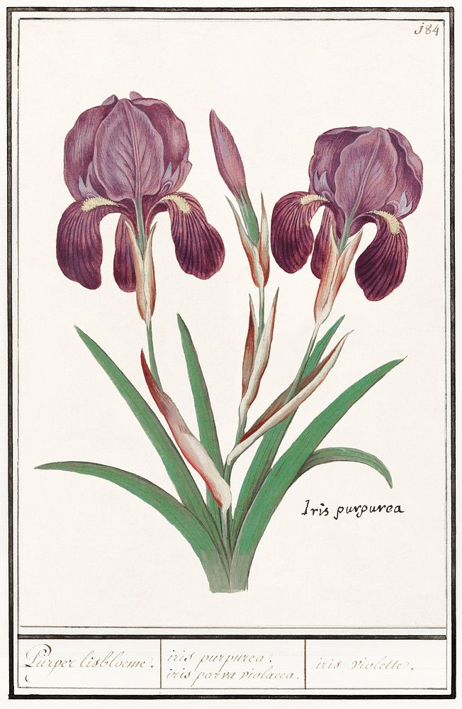 Purple iris, Iris germanica (1596&ndash;1610) by Anselmus Bo&euml;tius de Boodt. Original from the Rijksmuseum. Digitally…