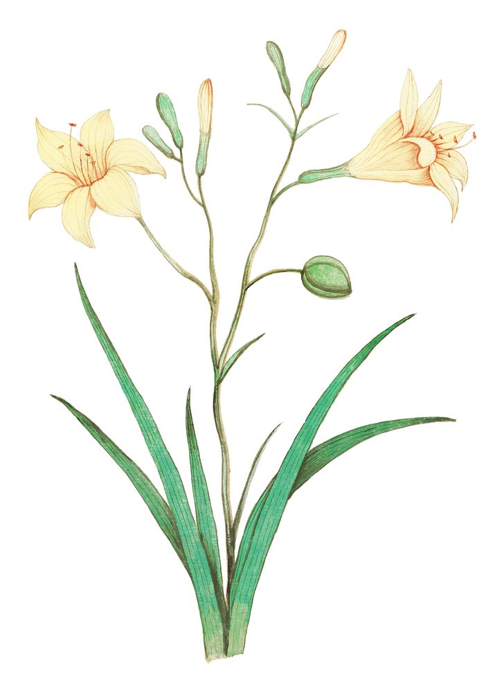 Vintage yellow lily flower illustration